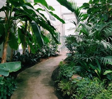 De voordelen van borderplanten